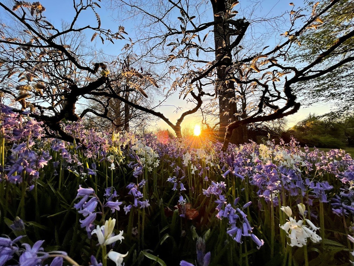 Garden at Dusk